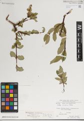 Foto von Salix karelinii Turcz. ex Stschegl.